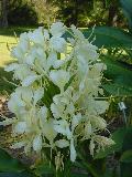 Tai Mammoth Ginger / Hedychium 